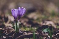 Crocuses