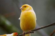 Un canari