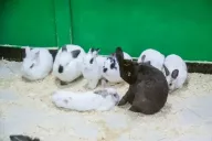 Lapins