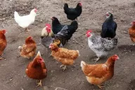 Chickens