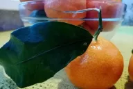 Tangerines