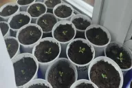 Seedlings