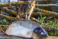 Cat and fish