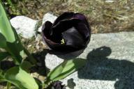 Schwarze Tulpe