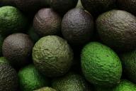 Palta