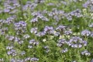 Phacelia