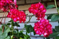 Geranium