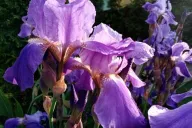 Irises