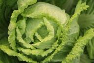 Chinese cabbage