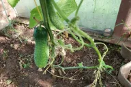 Cucumber