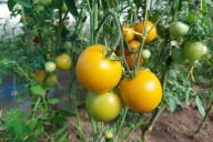 tomates