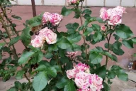 rosas