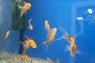 Fishes