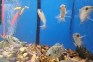 Fishes