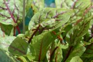 sorrel