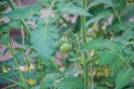 tomates