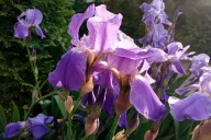 Irises