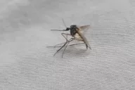 un mosquito