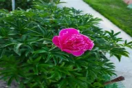 Peony