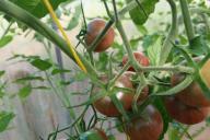 tomates