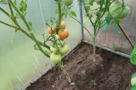 tomates