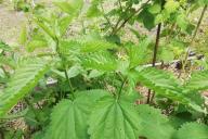 nettle