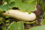 Courgettes