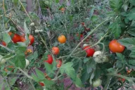 Tomates