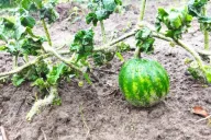 Wassermelone