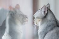 Cat Reflection