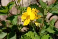 Celandine