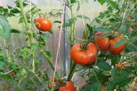 Tomaten