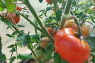 tomates