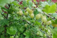 Gooseberry