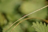 moucherons