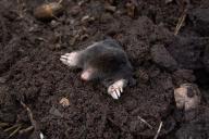 a mole