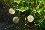 Dandelions