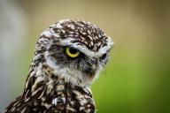 Un hibou