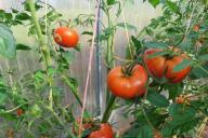 tomates