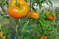 Tomaten