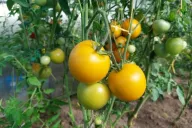 Tomaten