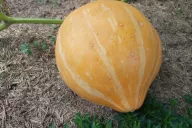 Calabaza