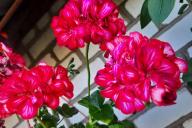 pelargonium