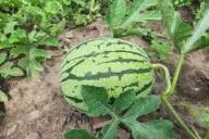 Wassermelone