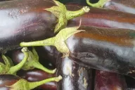 Eggplant