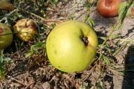 Manzana