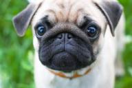 pug