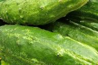 cucumbers