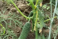 Cucumbers