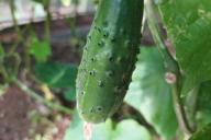 cucumbers